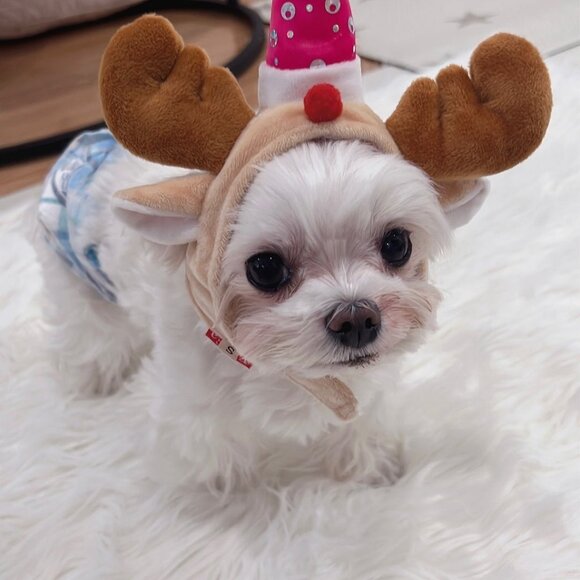 Pet costumes and little toy - Picture 4 of 4